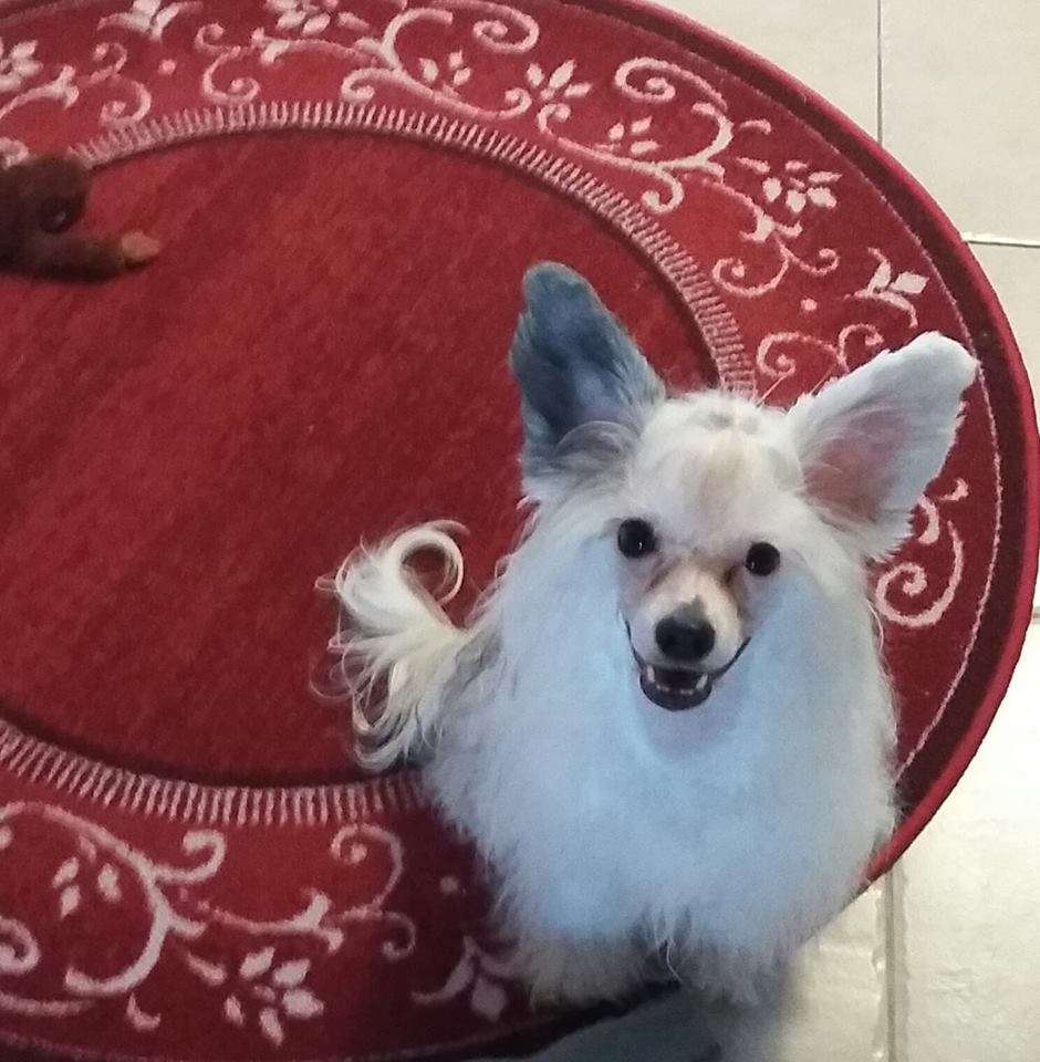 Kaitlin Royal Crown Jewel