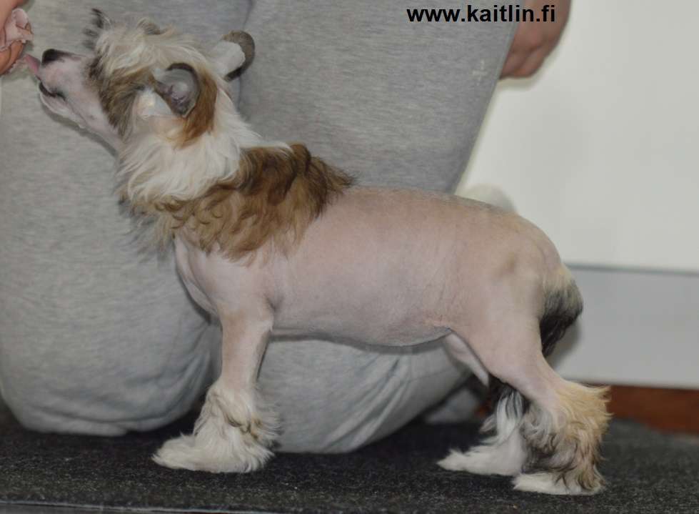 Kaitlin Sa Everywhere I Go