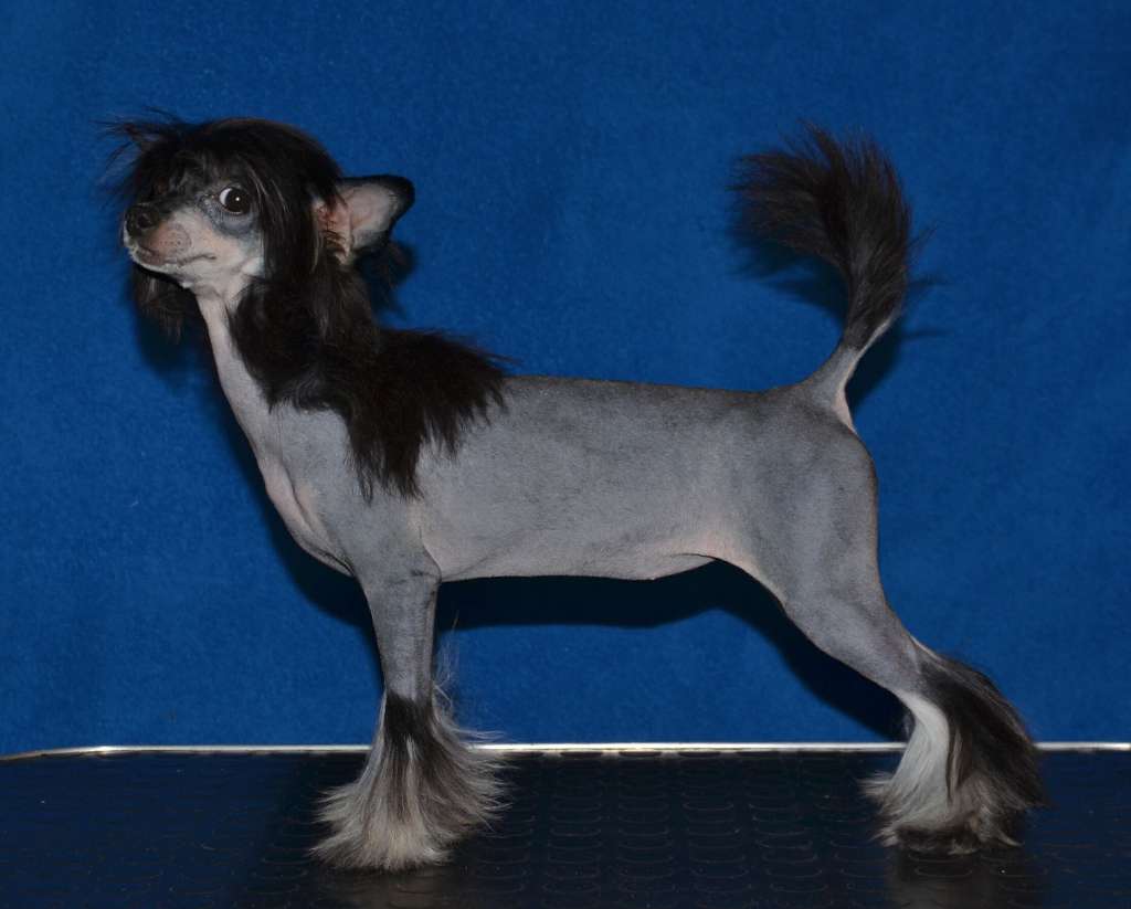 Magic of Success Felicia