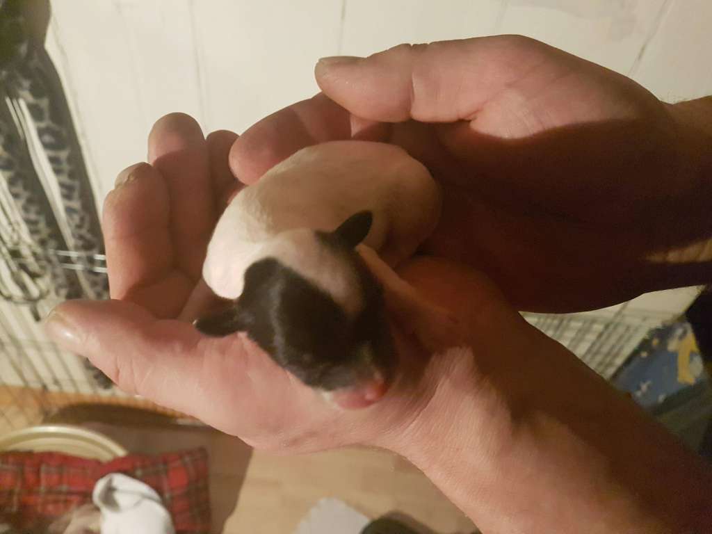 Cosmos Heaven To Be My Dream