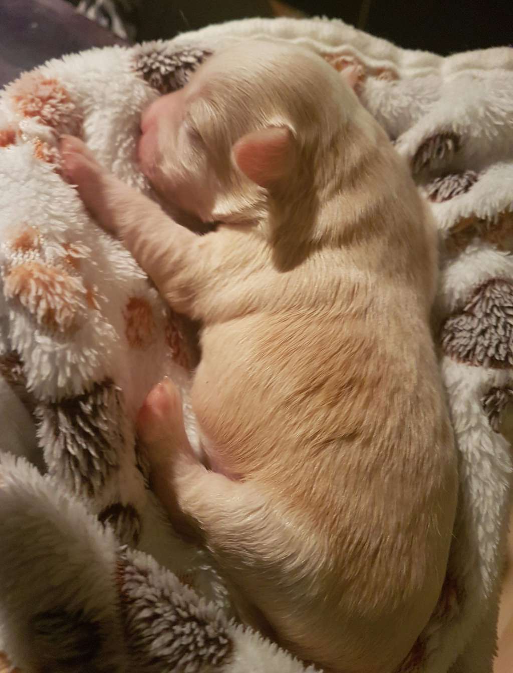 Cheyenne Spirit To Be My Dream