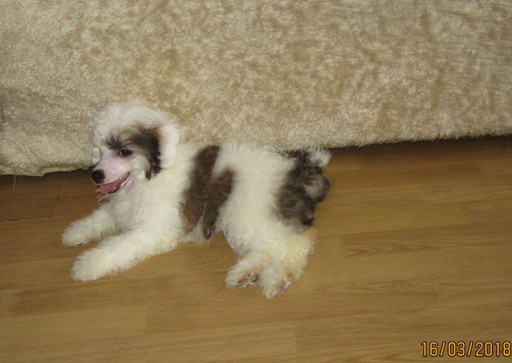 Tahira Exotic World FCI