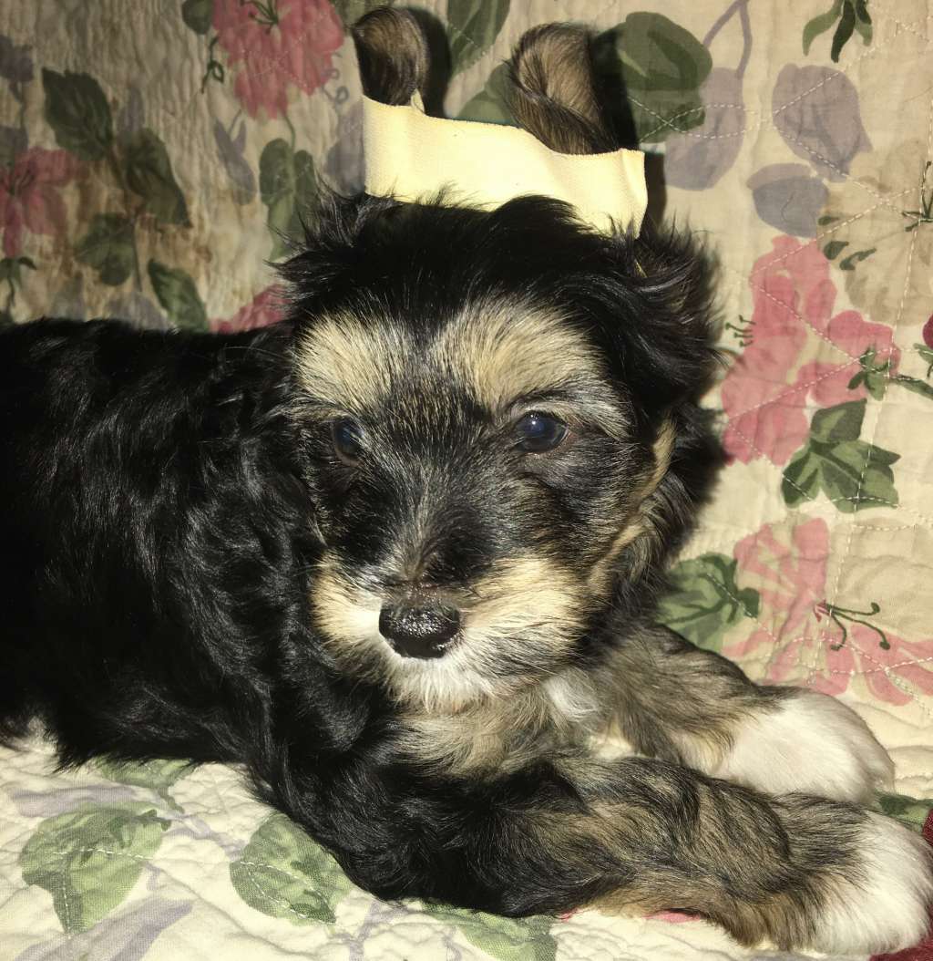 Raven's Christmas Surprise for H&D