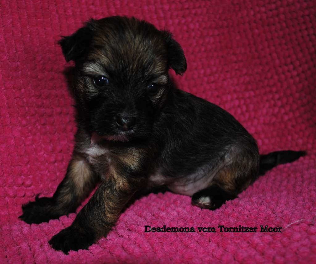 Desdemona vom Tornitzer Moor