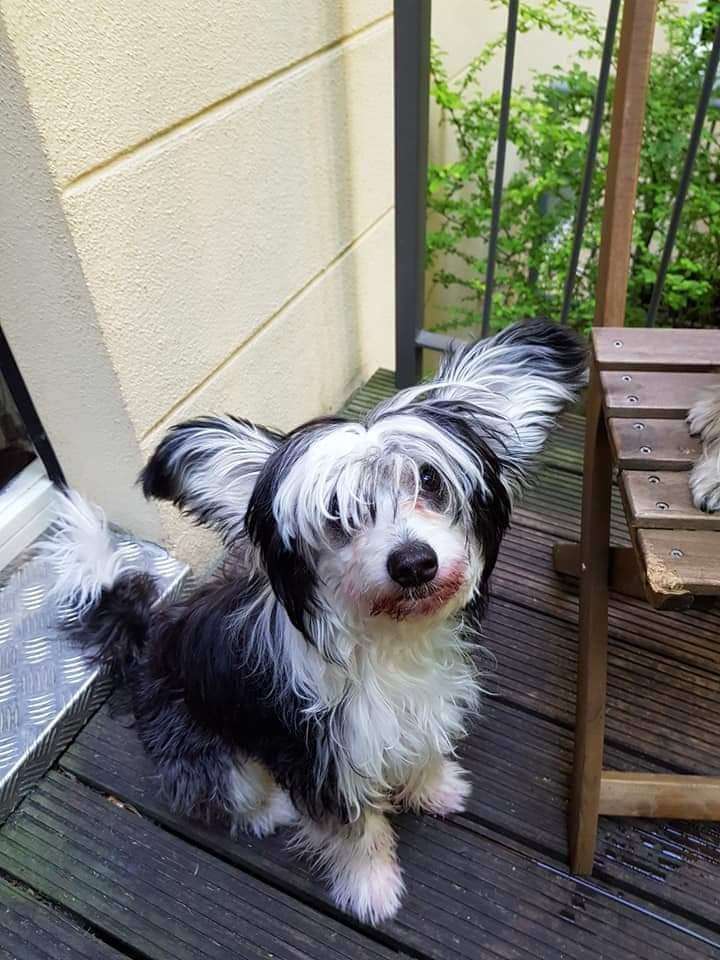 Anabella Star High Flyer