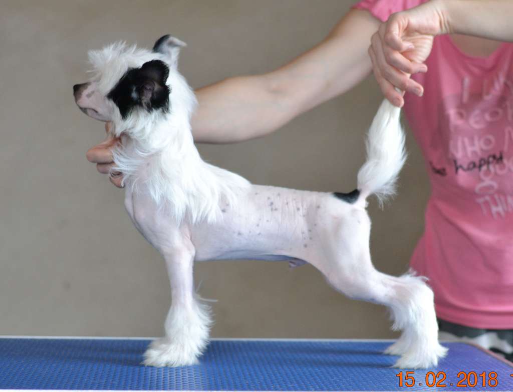 Magic Dream iz Vanil"nyh Snow