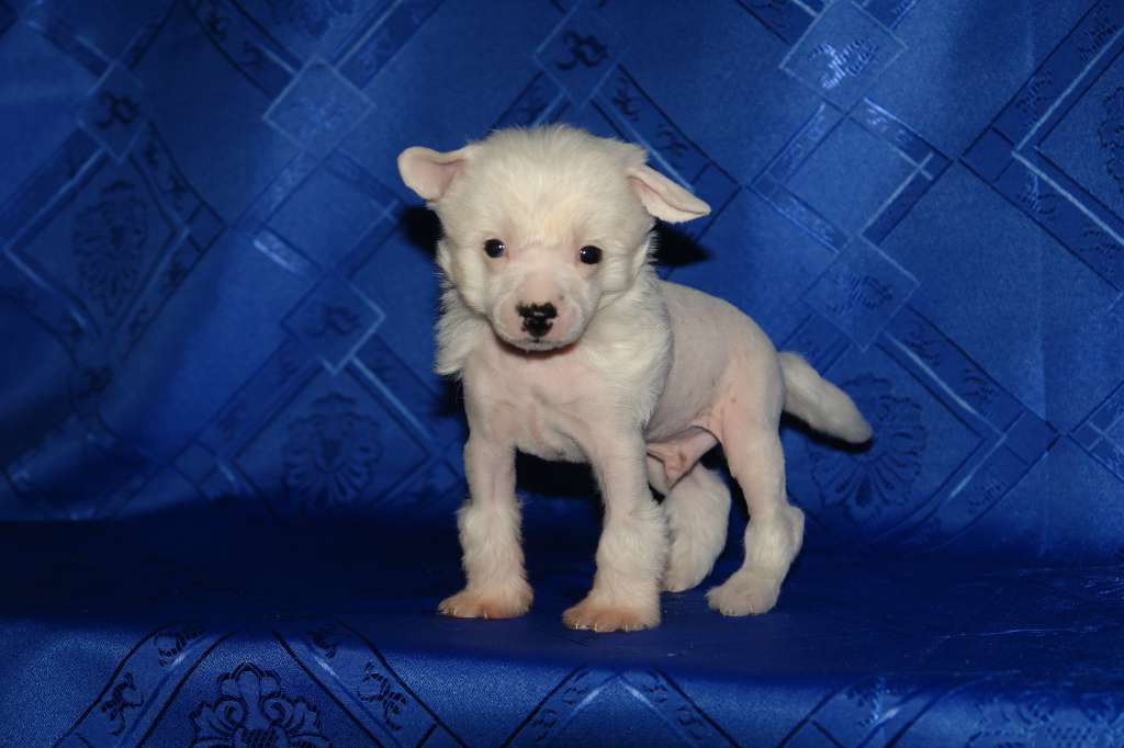 Marsel iz Vanil"nyh Snow