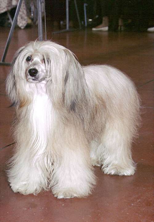 Bebapalulabrandy