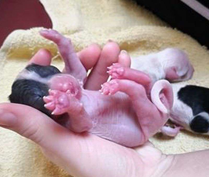 Fundoklia-völgyi Kaszanics