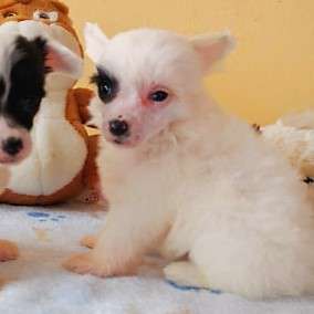 Fundoklia-völgyi Kaszanics Rosalie