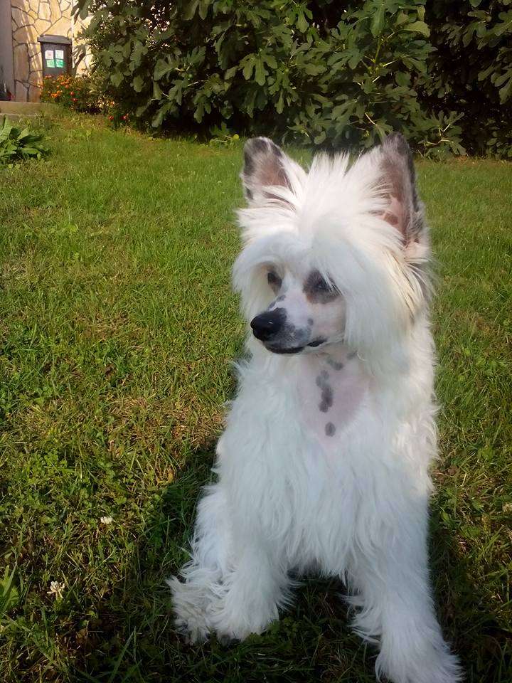 Fundoklia-völgyi Kaszanics Renesmee