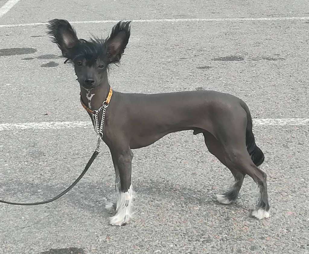 Stormblåstens Plan Nine From Dogventures