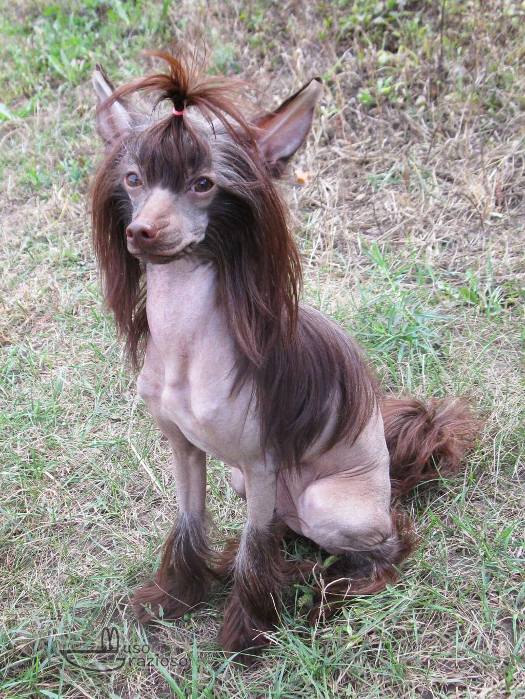 Muso Grazioso Burlesque Dancer