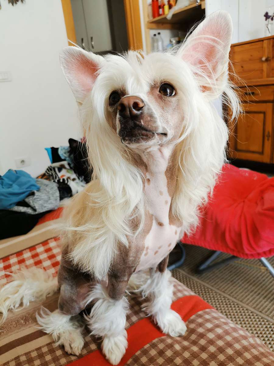 Little Rehma's Lilifee