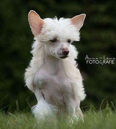 Little Rehma's Lailani