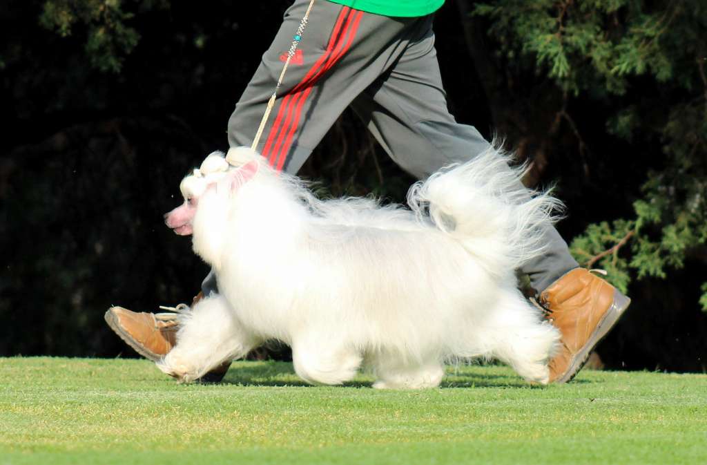 Dash The Magic Is In Me (Cantarell/De la Garza)