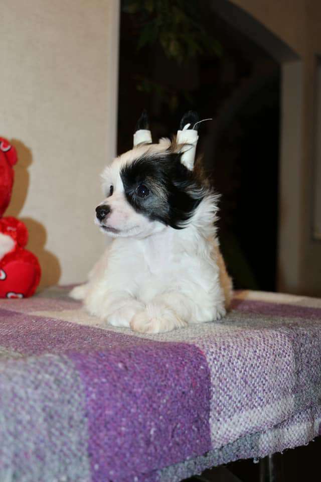 Semeinyi Talisman Diana Queen of my heart