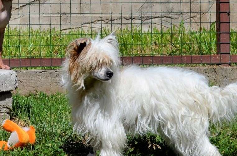 Glenlaif Vanessa Williams