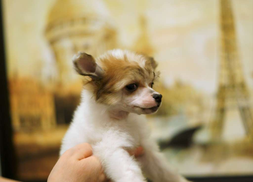 Glenlaif Victoria Juslice