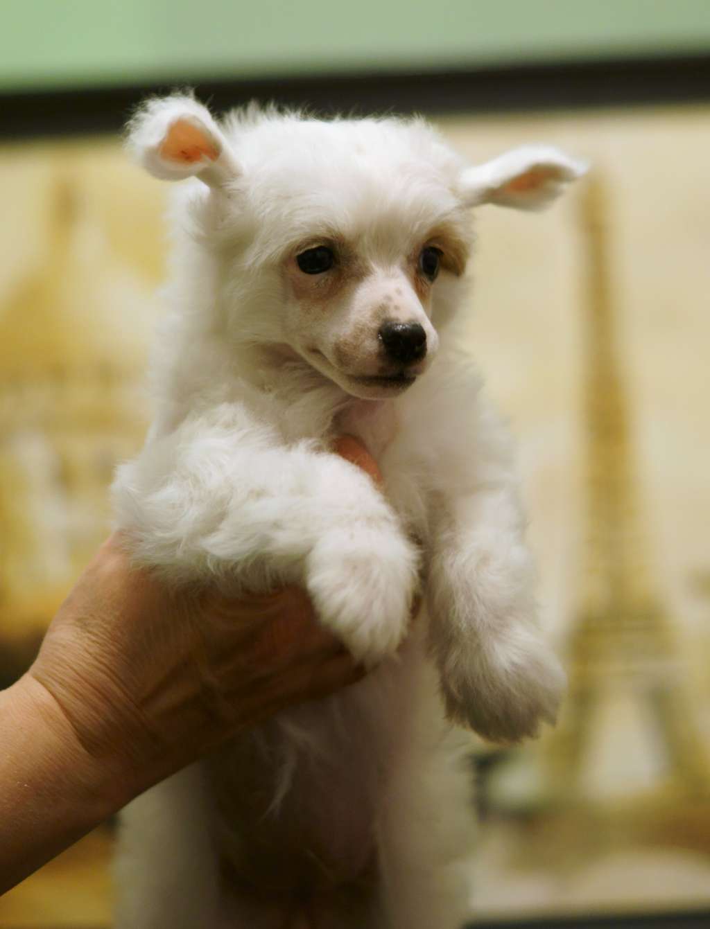 Glenlaif Viola Davis