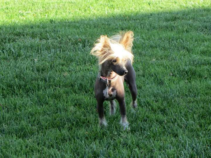 Ponyville's Miss Priss Pants