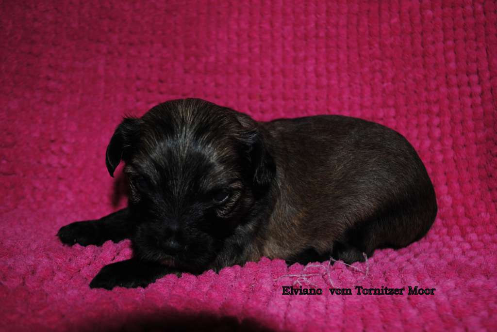 Elviano vom Tornitzer Moor