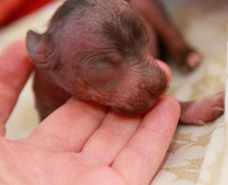 Waggingtail Crowned with Glory and Honor