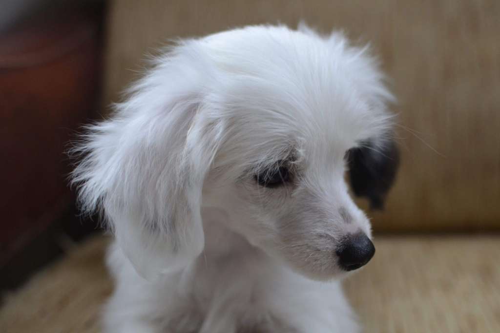 Fiery Fame Pina Colada