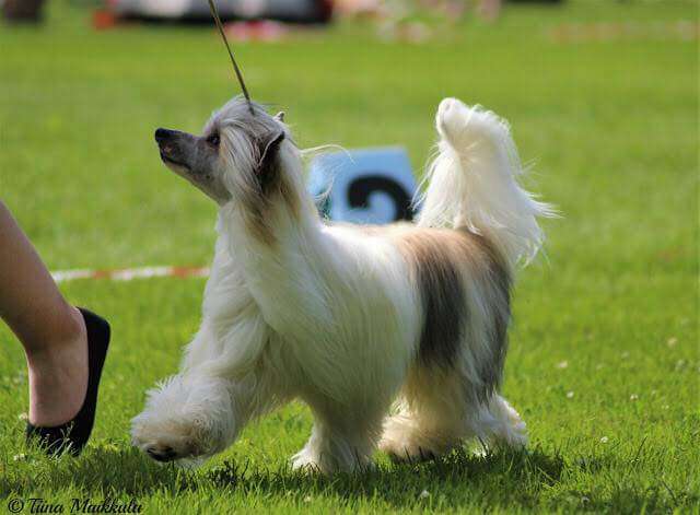 Pideraq's Kissin Kärpässuihke