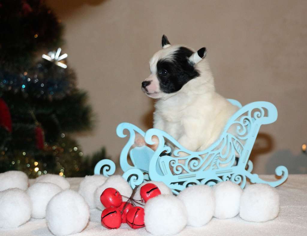 Galser Royal Diamond