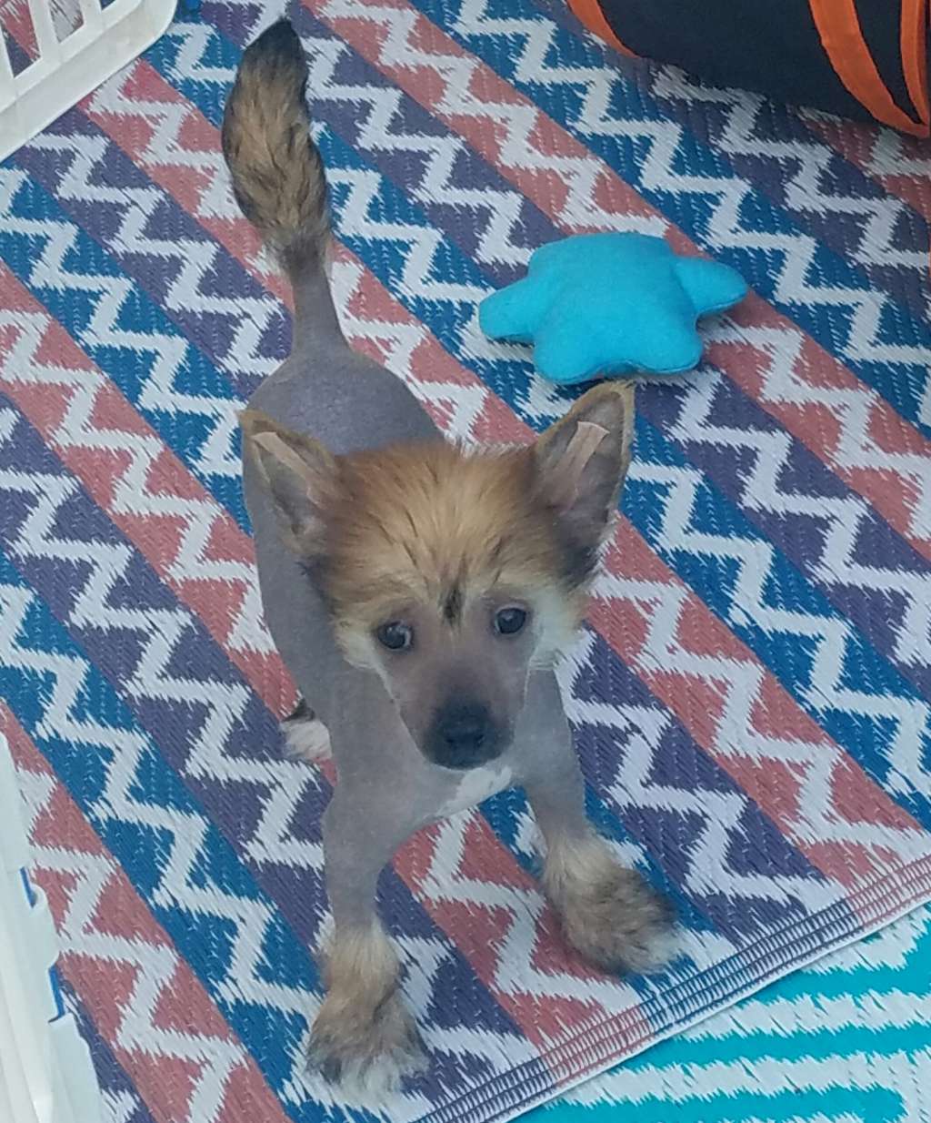 Rock Star's Wolf Man Jack