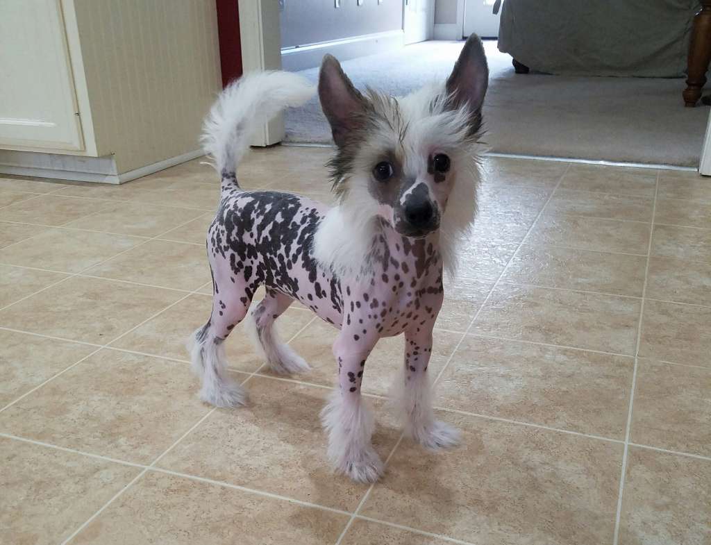 Rock Star's Juicy Lucy