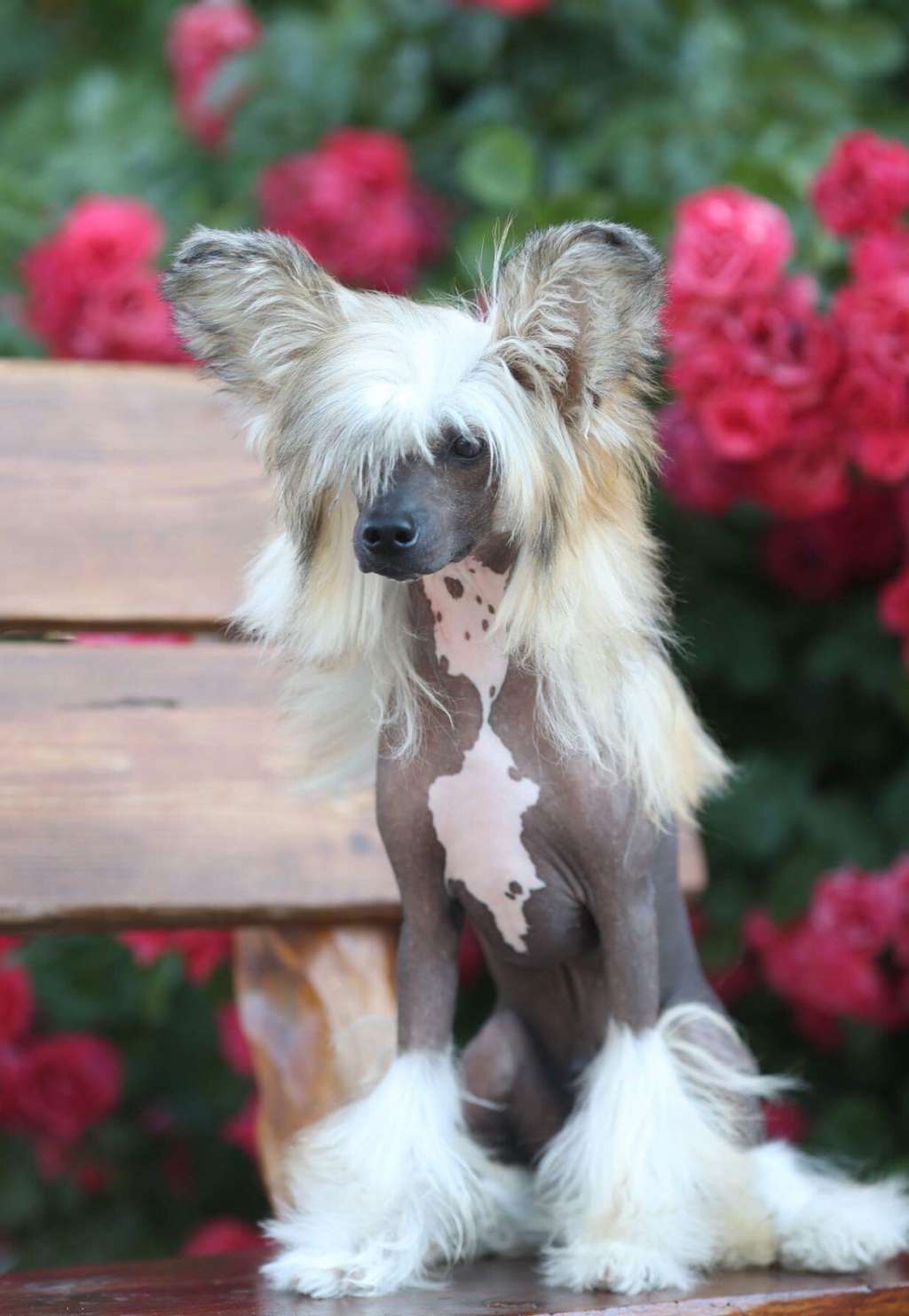 Big Boss Il senso della mia vita