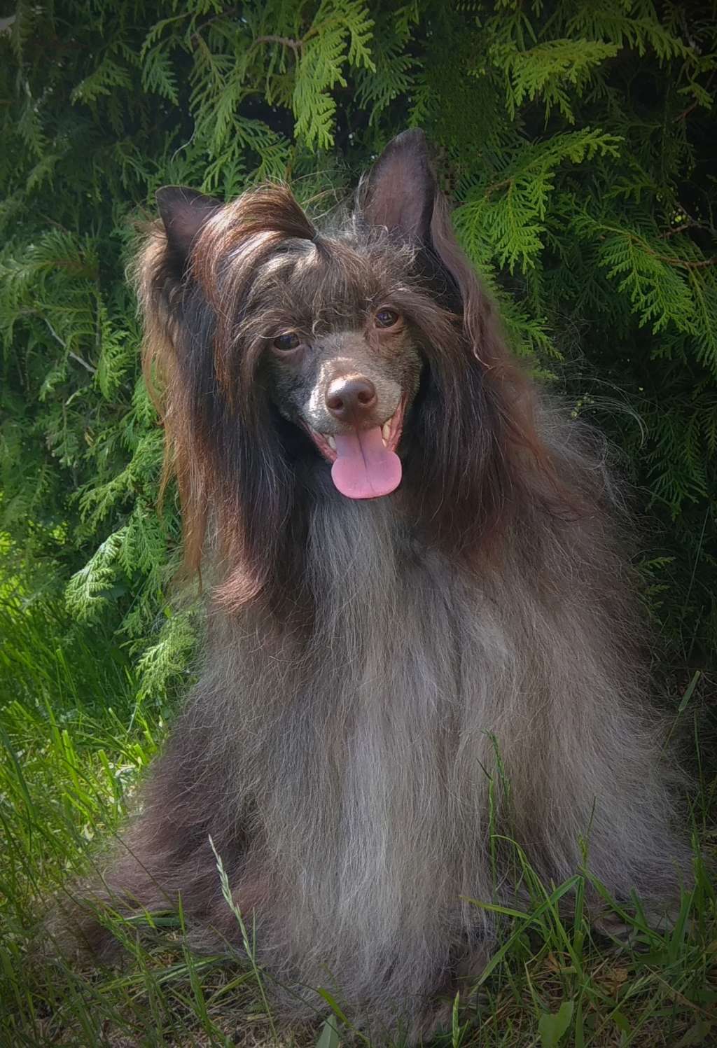 Muso Grazioso Charles Brown