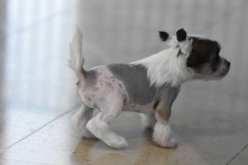 Quazan of the loving dols