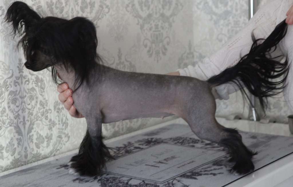 Pride of the night Cilia