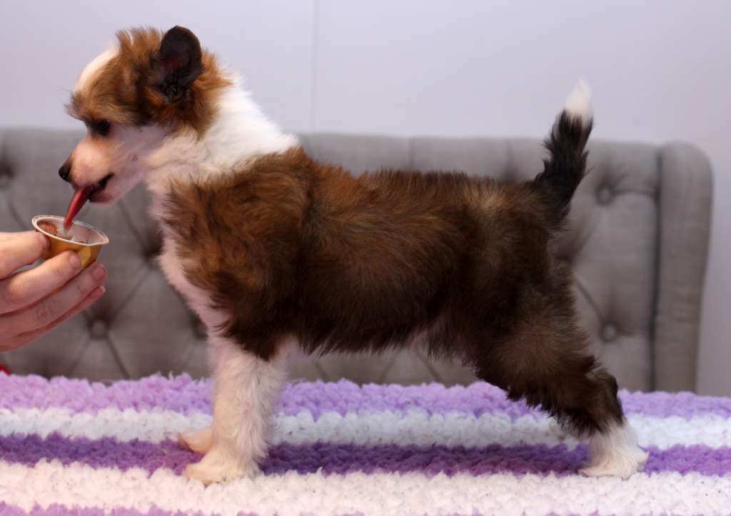 Artic Flyer's The Lucky One