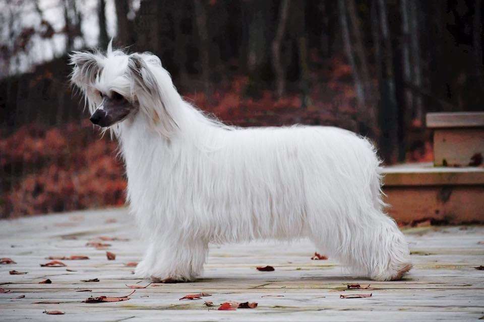 Nomilas Hot Sparkling