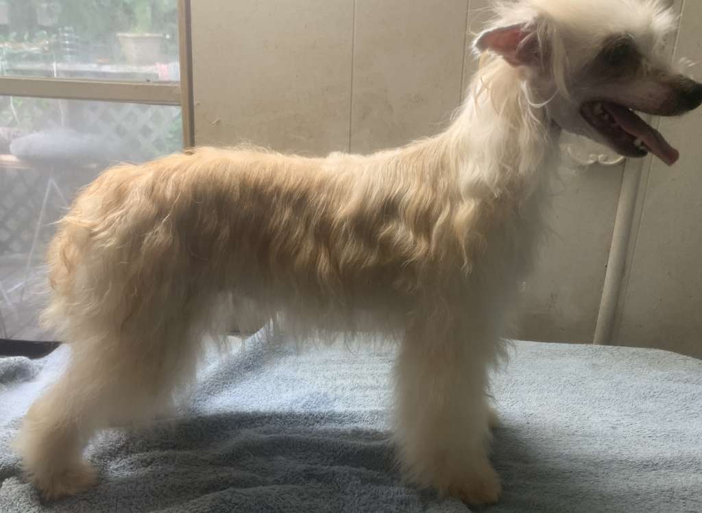 Deekays Princess Tiger Lilly Of Neverland