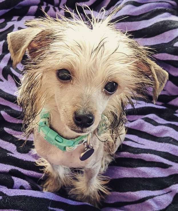 SHK9'S Auroras Shining Lights