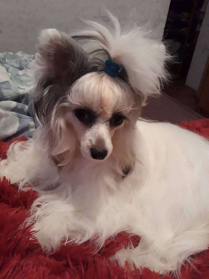 Askaniya Zvezda Glamura