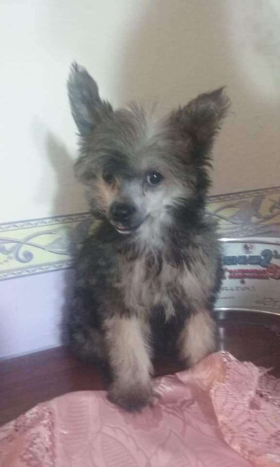 Nosferatu the Prince of the Night