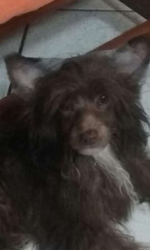 MegicDream in Chocolate