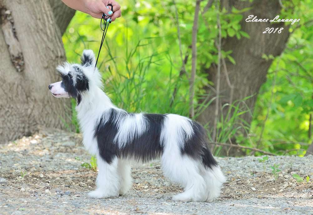 Elance Louange Fendi