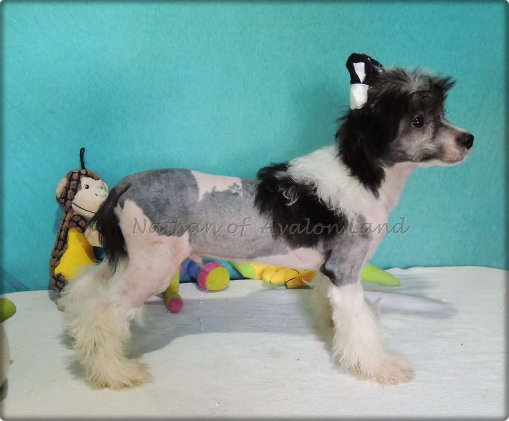 Nathan HL of Avalon Land