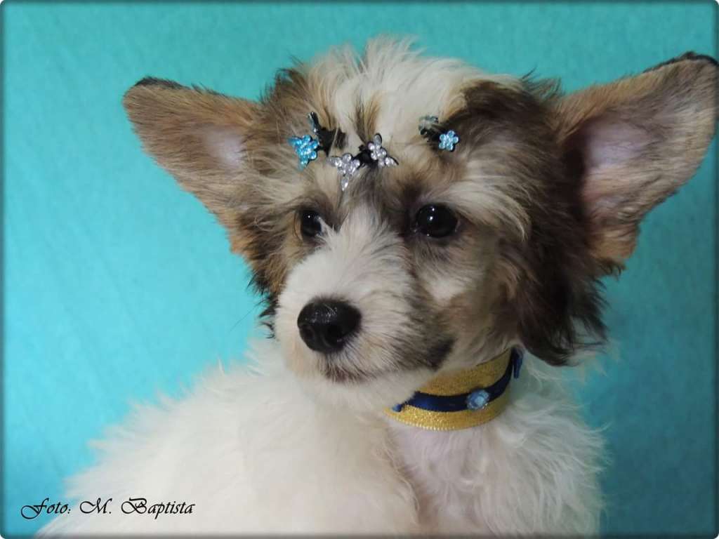 Nayomi Pp Of Avalon Land