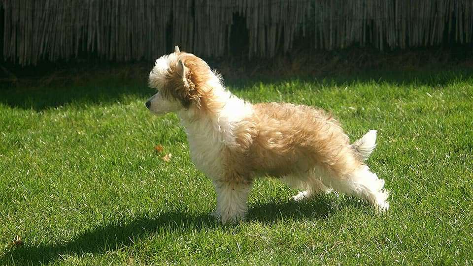 Lunah Geoffe z Pulnocního dvora