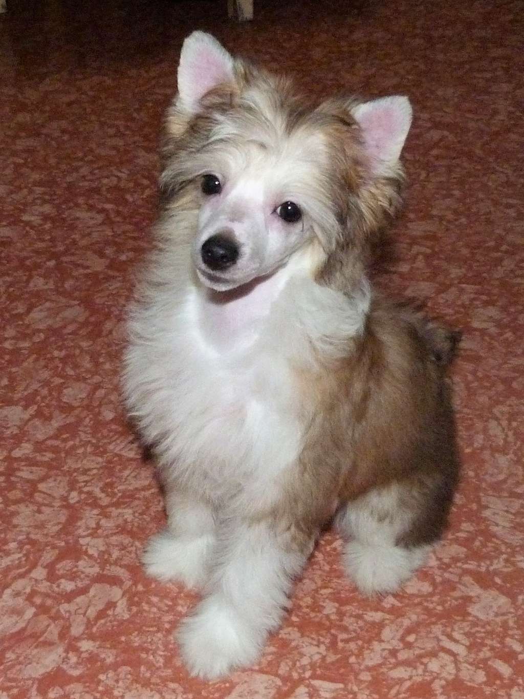 Latifa z Pulnocního dvora