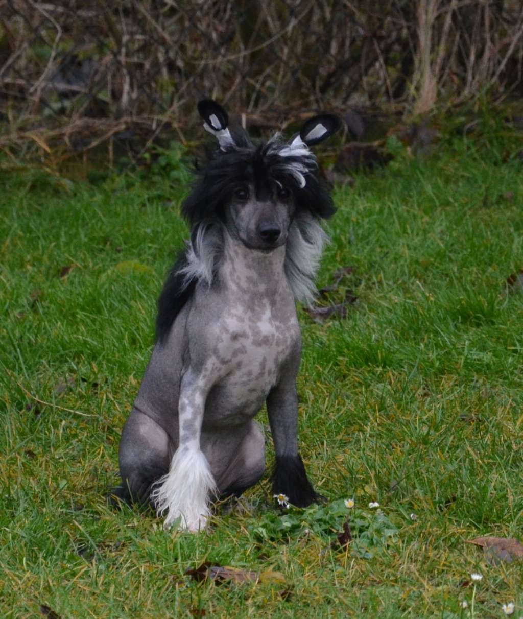 Dankin Magnum Cor FCI