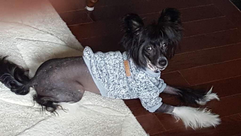 Sassytails Tickle My Ivories